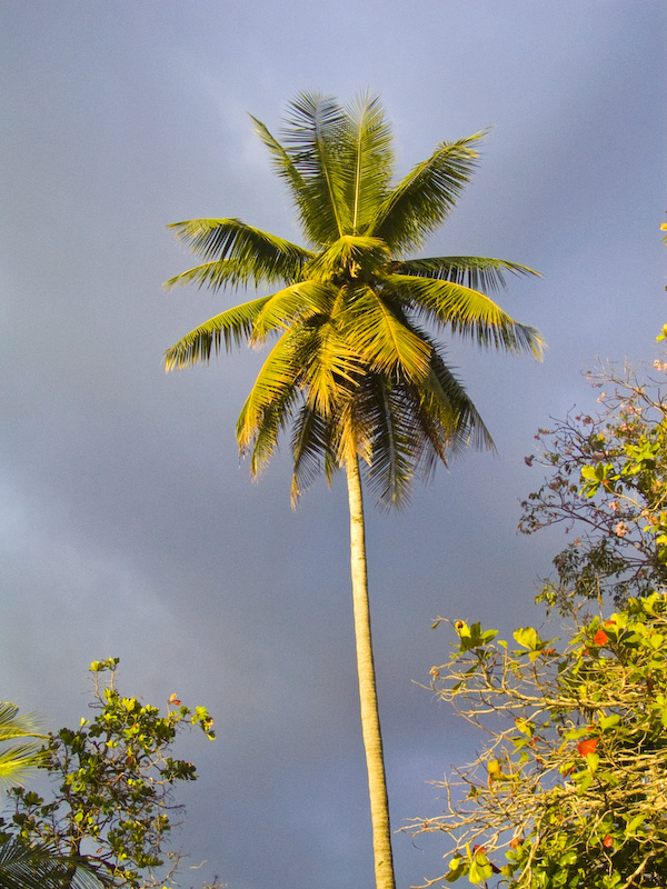 Palm Tree At Sunset